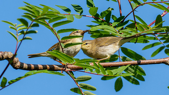 Willow Warbler (Phylloscopus trochilus)