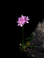 Armeria maritima