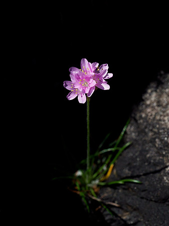 Armeria maritima