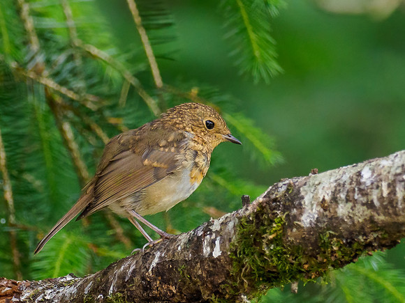 20210703-Garden Birds-EM127132-Edit