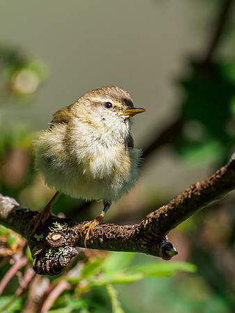 Willow Warbler (Phylloscopus trochilus)