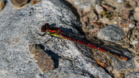Large Red Damselfly (Pyrrhosoma nymphula)