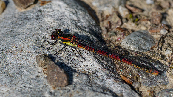 Large Red Damselfly (Pyrrhosoma nymphula)