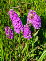 Northern Marsh Orchid (Dactylorhiza purpurella)
