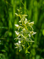 Greater butterfly-orchid (Platanthera chlorantha)