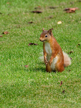 20210723-Red Squirrel-EM127525