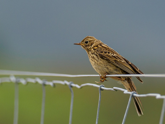 Meadow Pipit (Anthus pratensis)