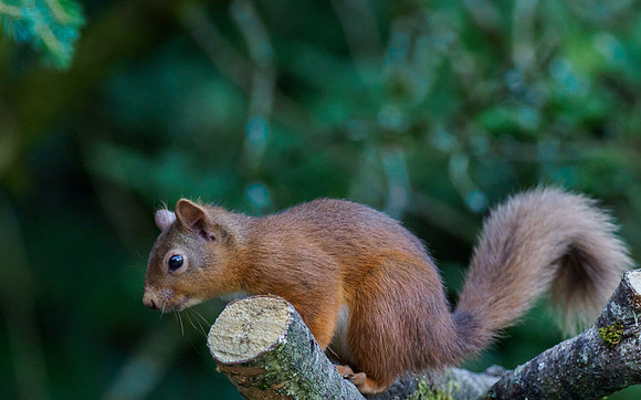 Red Squirrel (Sciurus vulgaris)