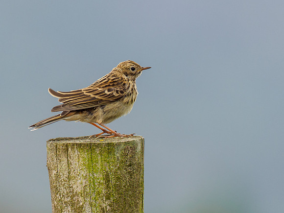 Meadow Pipit (Anthus pratensis)