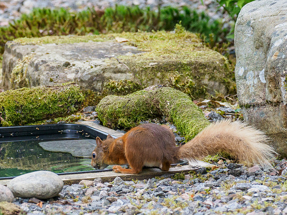 20210723-Red Squirrel-EM127514