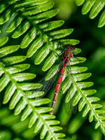 Large Red Damselfly (Pyrrhosoma nymphula)