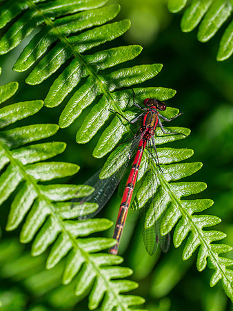 Large Red Damselfly (Pyrrhosoma nymphula)