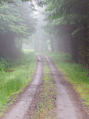 Misty Trail