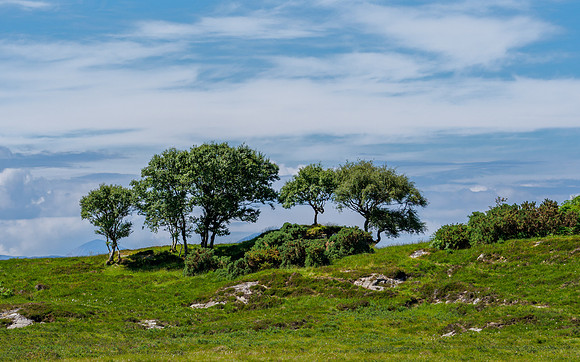 Trees and Sky
