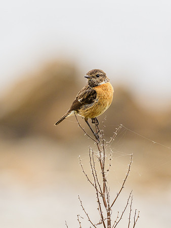 Female Stonechat (Saxicola rubicola)