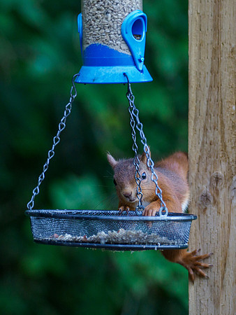 Red Squirrel (Sciurus vulgaris)