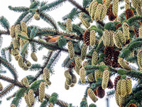 Scottish Crossbill (Loxia scotica) [1808002]