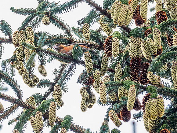 Scottish Crossbill (Loxia scotica) [1808002]