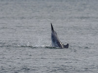 Bottlenose Dolphin (Tursiops truncatus) [1808013]