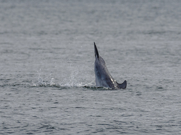 Bottlenose Dolphin (Tursiops truncatus) [1808013]