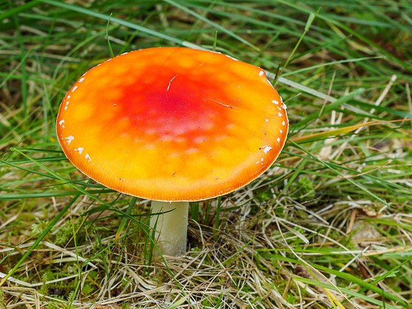 Fly Agaric (Amanita muscaria) [1808032]