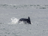 Bottlenose Dolphin (Tursiops truncatus) [1808017]