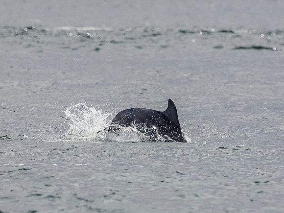 Bottlenose Dolphin (Tursiops truncatus) [1808017]