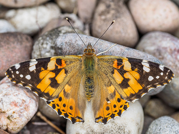 Painted Lady (Vanessa cardui) [1808025]