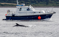 Bottlenose Dolphin (Tursiops truncatus) [1808015]