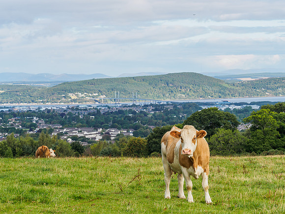 Inverness and a Coo or Two [180846]