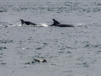 Bottlenose Dolphin (Tursiops truncatus) [1808019]