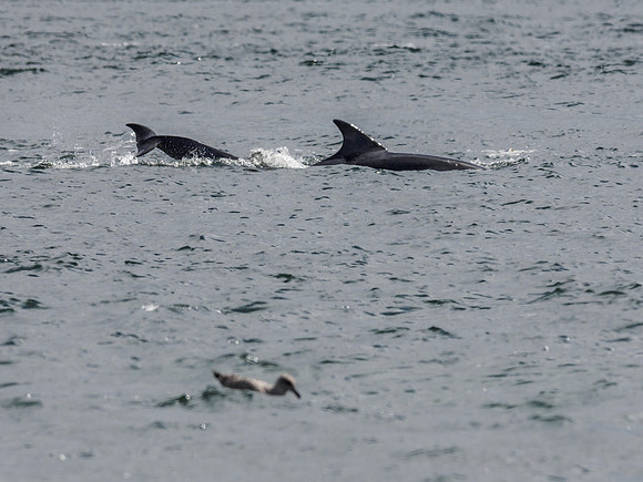 Bottlenose Dolphin (Tursiops truncatus) [1808019]