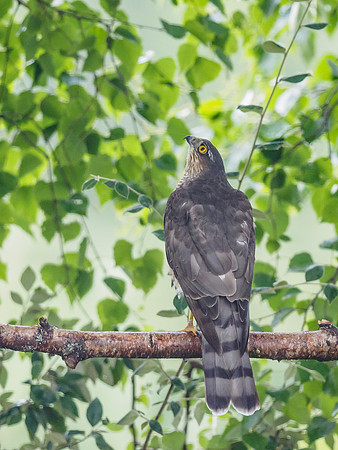 Female Sparrowhawk (Accipiter nisus) [1808022]
