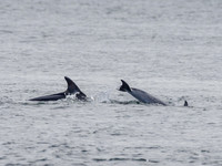 Bottlenose Dolphin (Tursiops truncatus) [1808014]