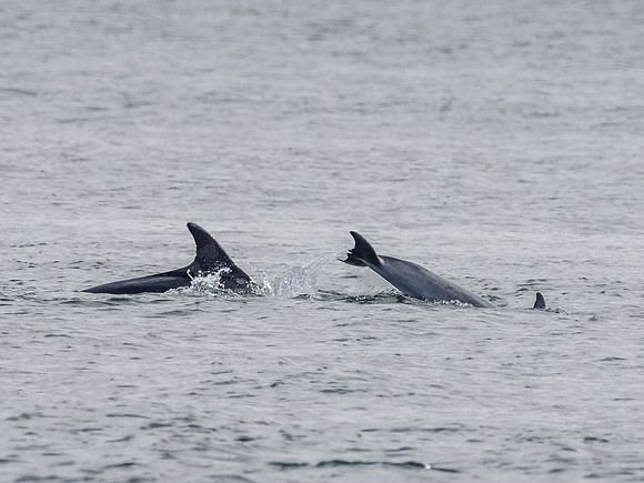 Bottlenose Dolphin (Tursiops truncatus) [1808014]