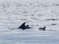 Bottlenose Dolphin (Tursiops truncatus) [1808020]