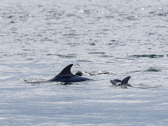 Bottlenose Dolphin (Tursiops truncatus) [1808020]