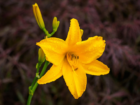 Day Lily (Hemerocallis) [1808023]