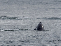 Bottlenose Dolphin (Tursiops truncatus) [1808016]