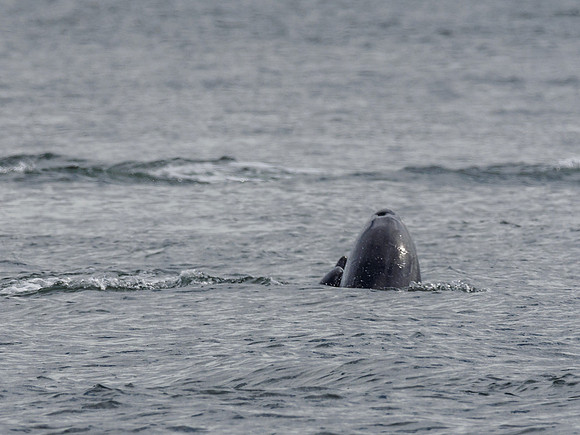 Bottlenose Dolphin (Tursiops truncatus) [1808016]