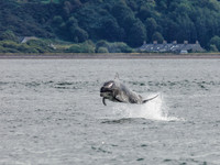 Bottlenose Dolphin (Tursiops truncatus) [1808018]