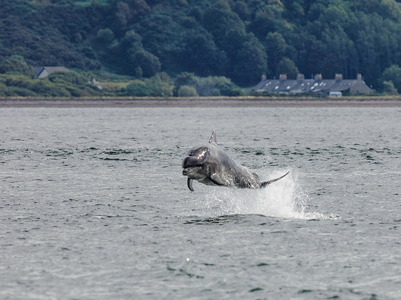 Bottlenose Dolphin (Tursiops truncatus) [1808018]