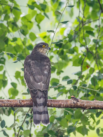 Female Sparrowhawk (Accipiter nisus) [1808021]