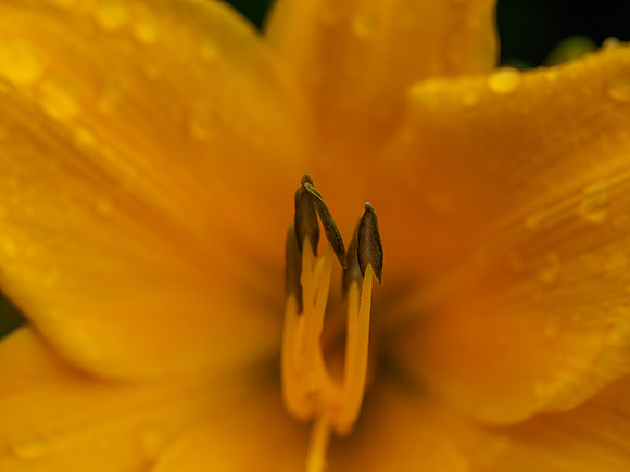 Day Lily (Hemerocallis) [1808024]