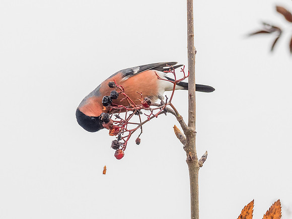 Bullfinch (Pyrrhula pyrrhula)