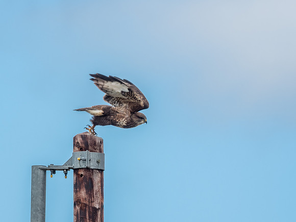 Common Buzzard (Buteo buteo)