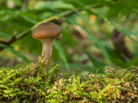 Urquhart Bay Wood