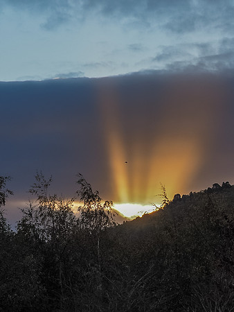 Sun Rays