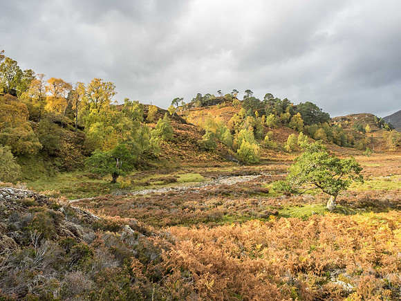 Culligran Colour