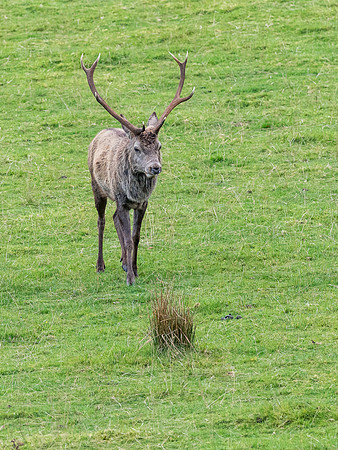 Strathconon Red Deer